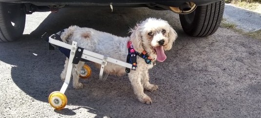 Perro feliz con silla de ruedas