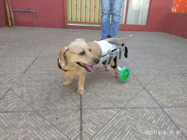 Perro activo